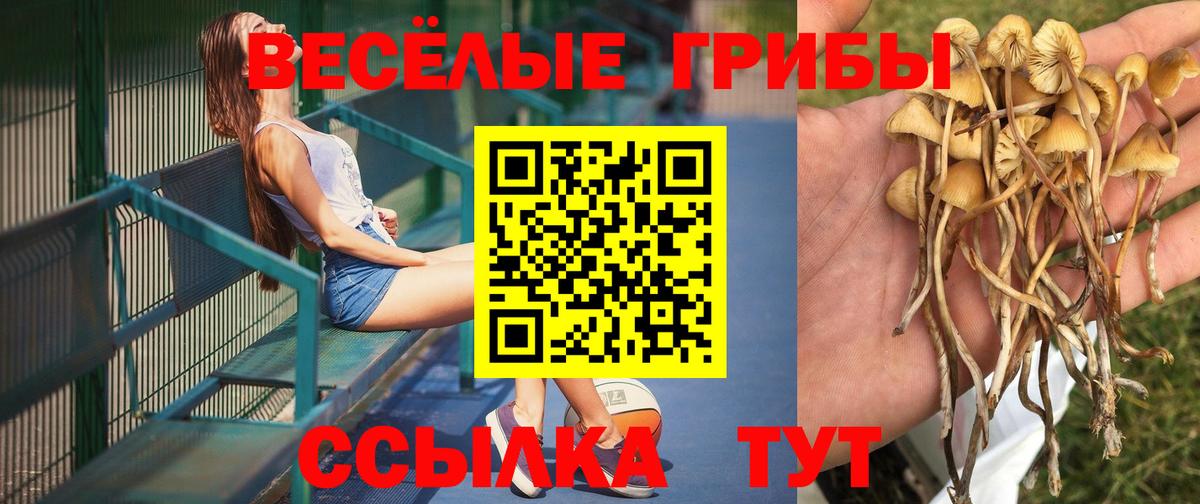 Полевской  Псилоцибиновые грибы Psilocybine cubensis  Вход с VPN 